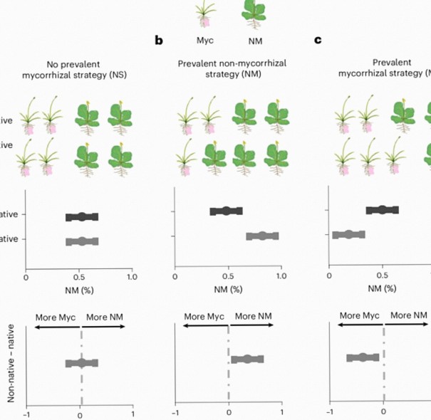 Non-Native Plant Mycorrhizal Strategies Shift Across Biomes and Disturbance Levels