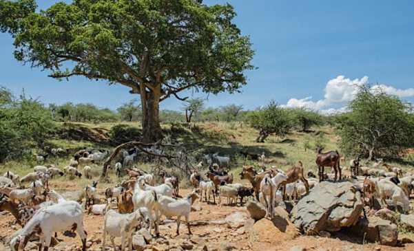 Biodiversity Credits Gain Integrity Through Culturally Significant Species Recognition