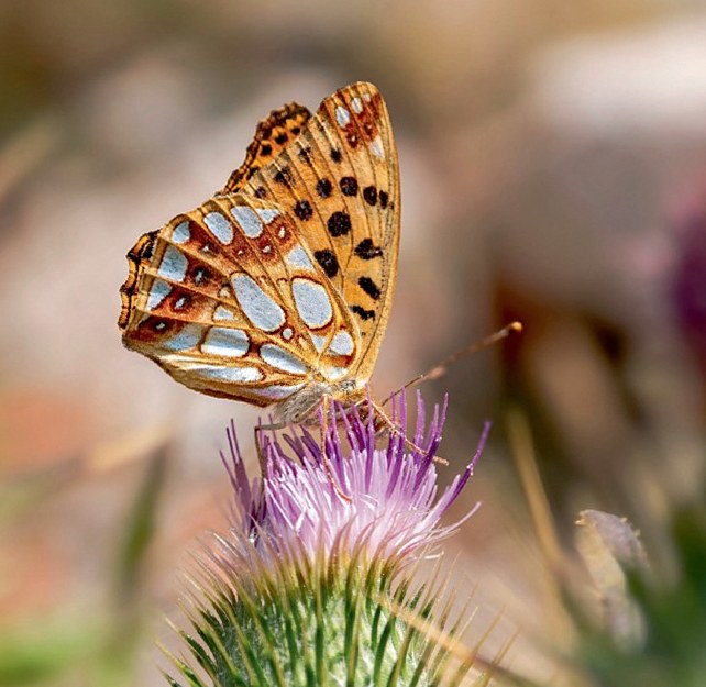Common Birds and Butterflies Face Decline Despite Europe's Toughest Conservation Efforts