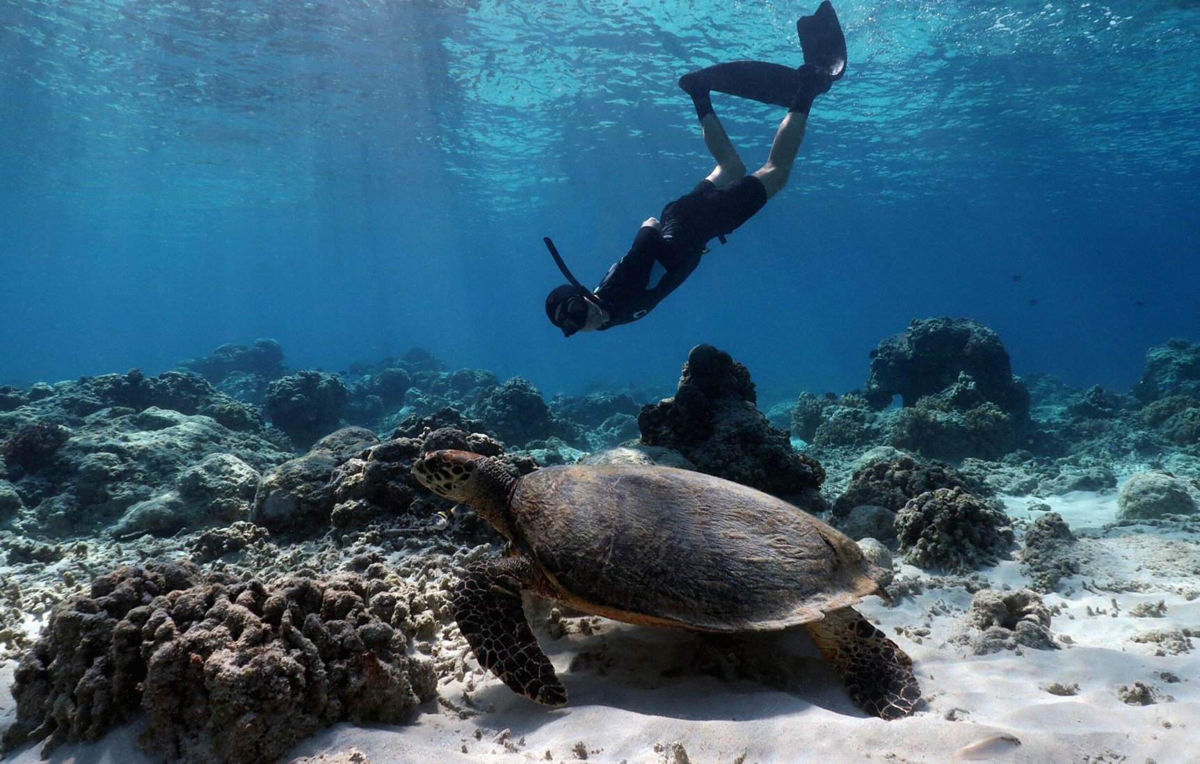 Study Finds Tourism Could Help Reverse Coral Reef Decline in Sanur, Bali