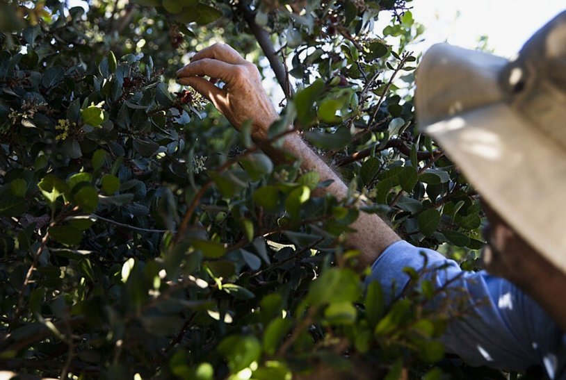 Urban Foraging Gains Ground as Food Prices and Safety Concerns Grow