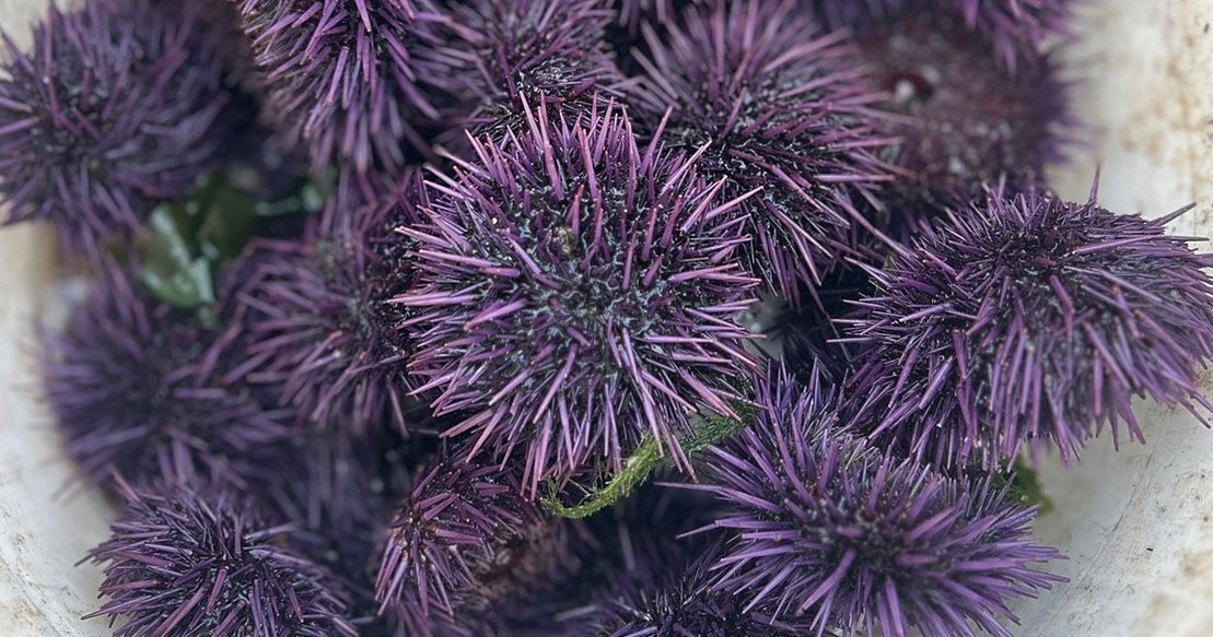 Harvesting Purple Sea Urchins on the Sonoma Coast for Uni