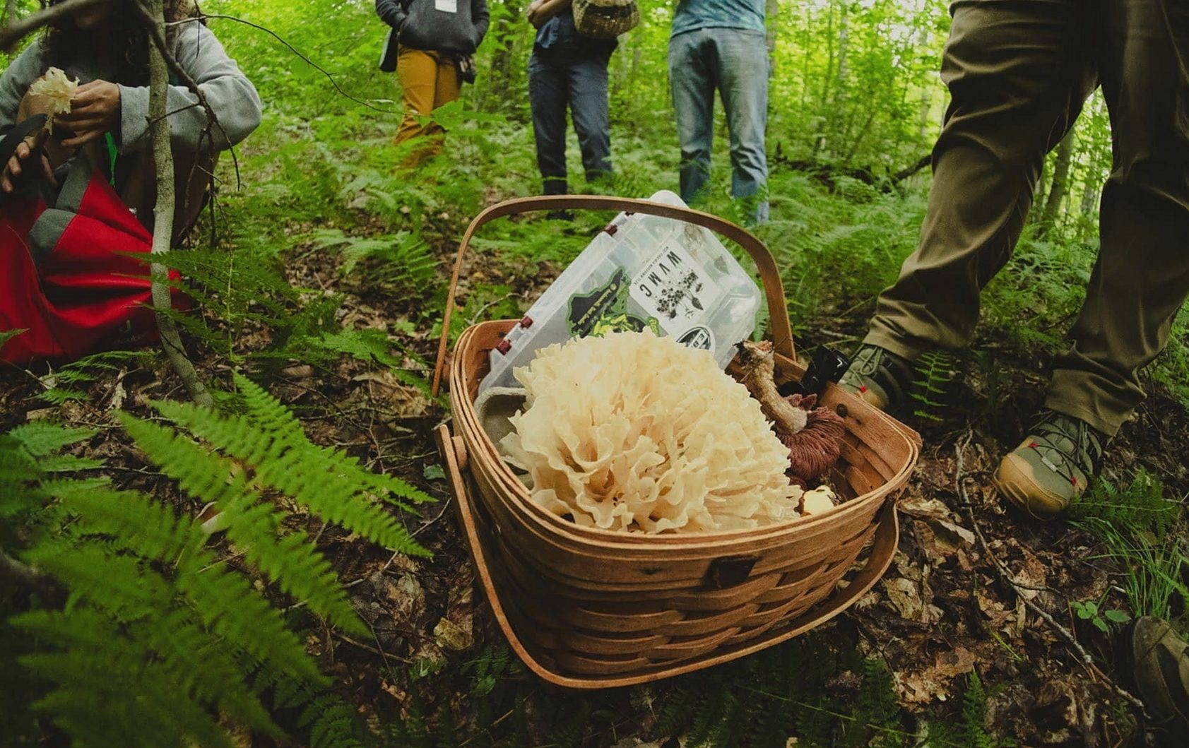 Social Media and Local Clubs Are Bringing Foraging to New Audiences